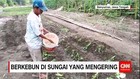Sungai Tajum Digunakan Berkebun Lantaran Air Sungai Menyusut