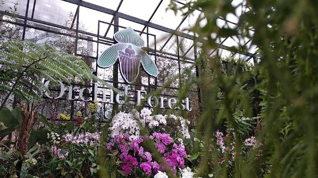 Orchid Forest Cikole Destinasi Wisata Alam Di Lembang Orchid Forest Cikole Destinasi Wisata Alam Di Lembang