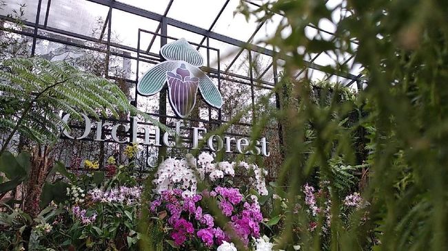 Orchid Forest Cikole Destinasi Wisata Alam Di Lembang