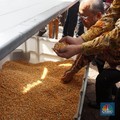 Total Impor Jagung RI Tembus 280.000 Ton!