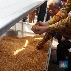 Polemik Impor Jagung, Ada Arahan Jangan Lagi Bicara Surplus?