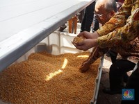Telur Ayam Mahal, RI Tambah Impor Jagung 30 Ribu Ton