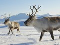Turis Diminta Mewaspadai Kawanan Rusa Kutub Norwegia