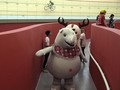Bhin Bhin, Atung, dan Kaka Mulai Langka di Asian Games 2018
