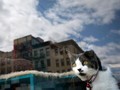 Theo, Kucing Penyelamat Nyawa Jadi Cat of the Year