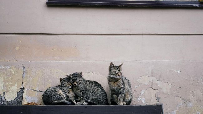 Makanan Khusus Untuk Kucing Diare