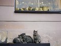 Menimbang Komitmen dan Biaya Perawatan Kucing