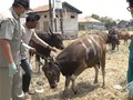 VIDEO: Pemkot Makassar Antisipasi Cacing Hati dan Antraks
