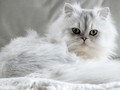 5 Ras Kucing Termahal di Dunia