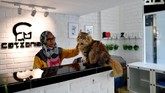 Seekor kucing sedang berada di meja lobi sebuah hotel yang diperuntukkan khusus untuk kucing, Catzonia. Hotel ini berada di Kuala Lumpur, Malaysia.