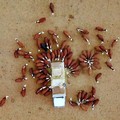 Krisis Laut Merah Bawa 