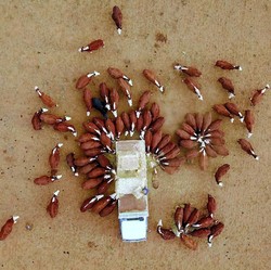 Krisis Laut Merah Bawa 