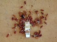 Krisis Laut Merah Bawa 