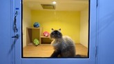 Seekor kucing jenis Burma sedang termangu di dalam kamar hotel. Tidak seperti lokasi penitipan hewan, yang hanya menyediakan kandang sempit, di tempat ini kucing ditempatkan di sebuah ruangan lengkap dengan fasilitasnya.