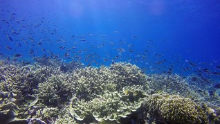 Kondisi Biota Laut Selat Pantar akan Diteliti