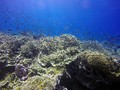 Kondisi Biota Laut Selat Pantar akan Diteliti