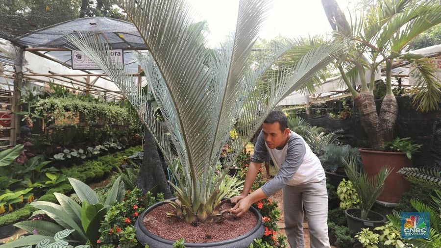 Pameran Flora dan Fauna (FLONA 2018). dengan tema Synergreen (Synergy Energy Greenery) berlangsunhg hingga 18 September 2018