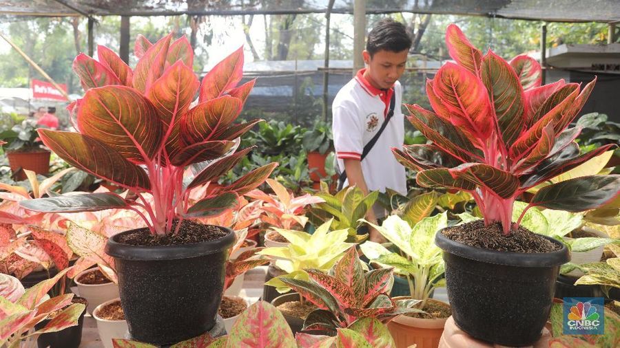 pameran flona di Lapangan banteng, sabtu (11/8/2018). (CNBC Indonesia/ Andrean Kristianto)