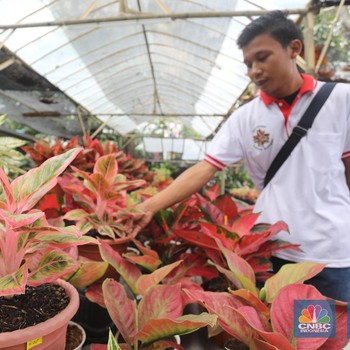 Lagi Hits Ibu-ibu, Ini 7 Aglonema Banyak Diburu