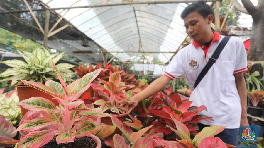 tanaman hias (CNBC Indonesia/Muhammad Sabki)