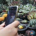 Cantik dan Segar, 7 Tanaman Hias Ini Malah Dianggap Bawa Sial