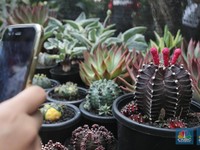 Cantik dan Segar, 7 Tanaman Hias Ini Malah Dianggap Bawa Sial