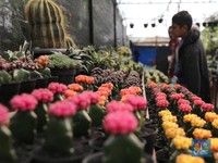 Wow! Harga Tanaman Ini Dijual Hingga Rp 350 Juta