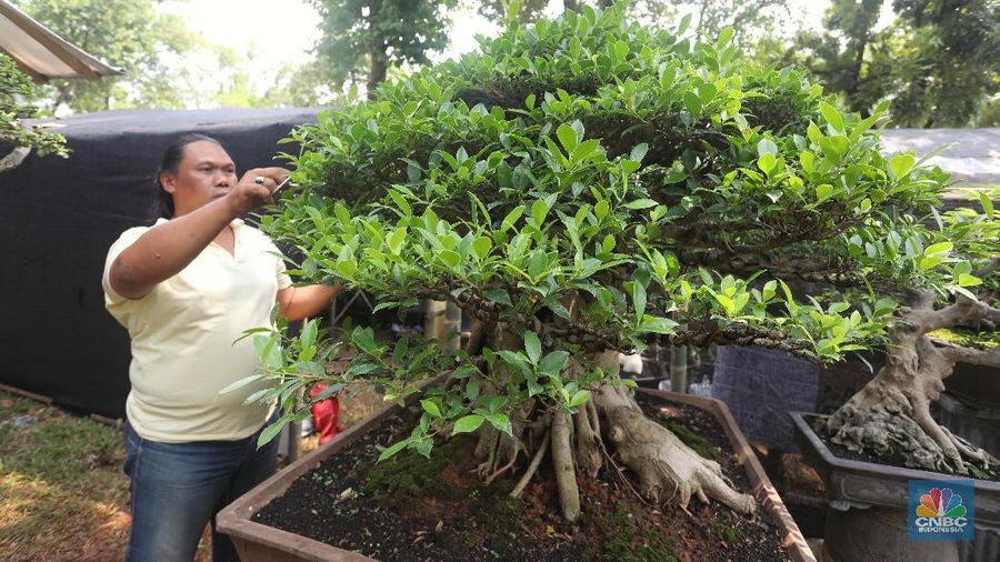 Bonsai seharga ratusan juta ini ditaksir pejabat hingga pengusaha seperti Erick Thohir