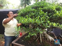 Jenderal Sampai Bos Inter Milan Incar Bonsai Rp 350 Juta Ini