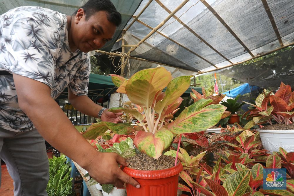 Wow Harga Tanaman Ini Dijual Hingga Rp 350 Juta Foto 5 Wow Harga Tanaman Ini Dijual Hingga Rp 350 Juta Foto 5