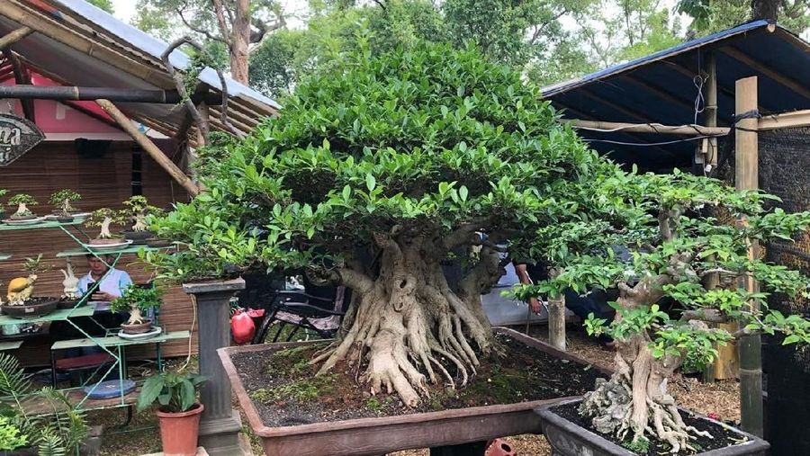 Harga bonsai yang dipamerkan di Lapangan Banteng pekan ini, bisa mencapai miliaran rupiah 