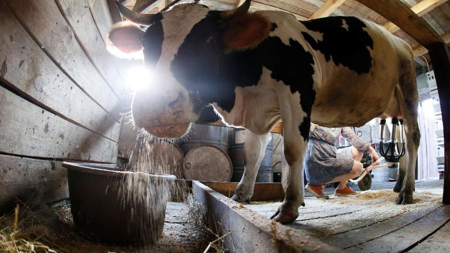Natalia Kurochkina milks a cow at her family dairy and cheese farm in the Siberian village of Sizaya, south of Krasnoyarsk, Russia August 8, 2018. Picture taken August 8, 2018. REUTERS/Ilya Naymushin