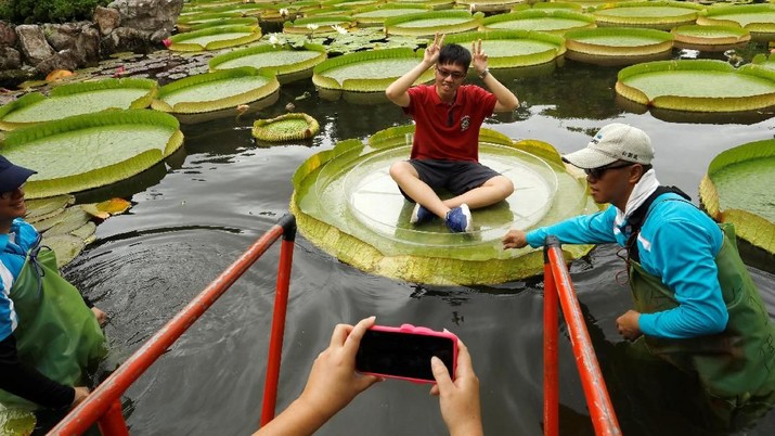A boy walks on a giant waterlily leaf during an annual leaf-sitting event in Taipei, Taiwan August 16, 2018.  REUTERS/Tyrone Siu