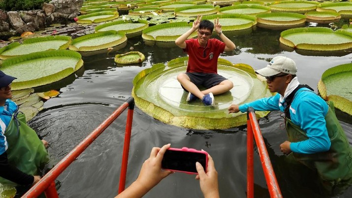 teratai raksasa taipei A boy walks on a giant waterlily leaf during an annual leaf-sitting event in Taipei, Taiwan August 16, 2018. REUTERS/Tyrone Siu