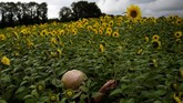 Seorang perempuan berjalan di antara padang bunga matahari raksasa di Ballygawley, Irlandia Utara. Perempuan yang tubuhnya nyaris tak tampak itu ingin mengambil beberapa bunga matahari. (REUTERS/Clodagh Kilcoyne)
