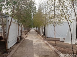 Ada Pohon Soekarno di Arab Saudi, Ternyata Begini Awal Mulanya