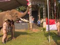VIDEO: Kawanan Gajah Kibarkan Merah Putih di Bandar Lampung