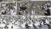 Jemaah calon haji berjalan di antara merpati di pelataran Masjidil Haram di Mekah, Arab Saudi, Kamis (16/8). Umat Islam dari seluruh dunia berkumpul di kota suci untuk menjalani ibadah tahunan yang merupakan satu dari lima rukun Islam. (AFP PHOTO/Ahamd Al-Rubaye).