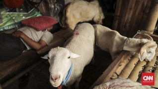 Tumpukan Jeroan dan Misteri Raib 24 Kambing di Rawa Buaya