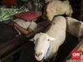 Tumpukan Jeroan dan Misteri Raib 24 Kambing di Rawa Buaya