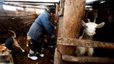 Yuri Baikov memeriksa kambing di peternakan kecilnya yang berada di dalam. (REUTERS/Vasily Fedosenko)