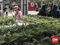 Wisata Hijau di Kampung Hidroponik Simorejo
