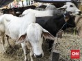 Cacing Hati Pada Hewan Kurban Ditemukan di Beberapa Daerah