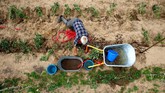 Yuri Baikov menanam tomat di ladangnya yang kecil, terletak di hutan dekat desa Yukhovichi, Belarusia. Yuri dan istrinya telah tinggal selama lebih dari seperempat abad di sebuah pondok primitif di hutan. (REUTERS/Vasily Fedosenko)
