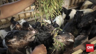 Dua Kambing Kurban di Sumbar Diterkam Beruang