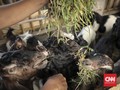 Dua Kambing Kurban di Sumbar Diterkam Beruang