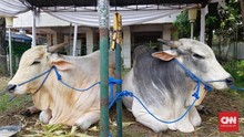 Jokowi Serahkan Sapi 1,4 Ton, Anies 1,2 Ton