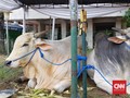 Jokowi Serahkan Sapi 1,4 Ton, Anies 1,2 Ton