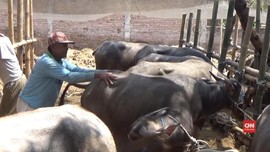 VIDEO: Cegah Stres, Hewan Kurban Diberi Layanan Pijat