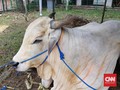 Kementan Sebut Impor Sapi Bakalan dan Indukan Tak Seimbang